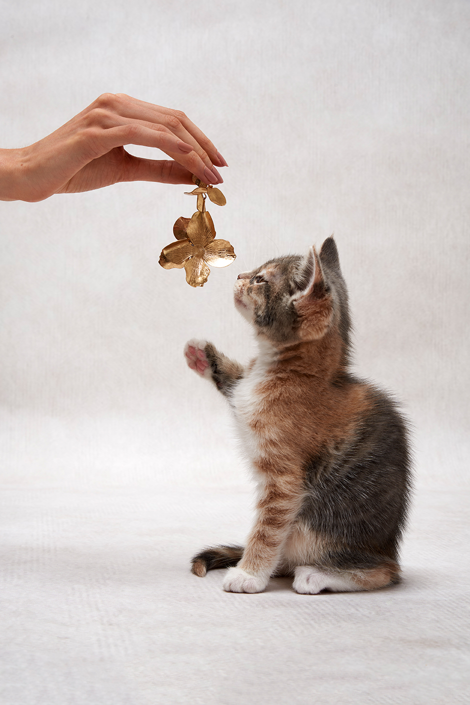 Kitten on a textured background trying to catch an earring out of a models hand.